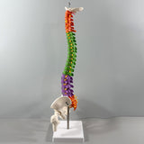 Maxbell Spine Model Colored Scientific Medical Skeleton for Science Study Lab School