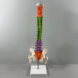 Maxbell Spine Model Colored Scientific Medical Skeleton for Science Study Lab School