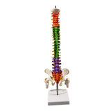Maxbell Spine Model Colored Scientific Medical Skeleton for Science Study Lab School