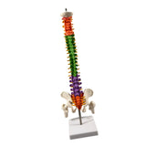 Maxbell Spine Model Colored Scientific Medical Skeleton for Science Study Lab School