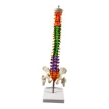 Maxbell Spine Model Colored Scientific Medical Skeleton for Science Study Lab School