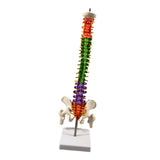 Maxbell Spine Model Colored Scientific Medical Skeleton for Science Study Lab School
