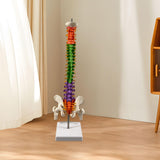 Maxbell Spine Model Colored Scientific Medical Skeleton for Science Study Lab School