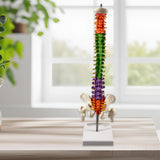 Maxbell Spine Model Colored Scientific Medical Skeleton for Science Study Lab School
