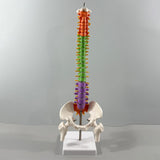 Maxbell Spine Model Colored Scientific Medical Skeleton for Science Study Lab School