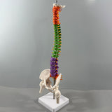 Maxbell Spine Model Colored Scientific Medical Skeleton for Science Study Lab School
