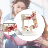 Maxbell Human Colon Model Realistic Colon Pathology Model for Lab Training Classroom