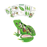 Maxbell 4D Frog Dissection Model Detachable DIY Educational Toy for Kids Boys and Girls