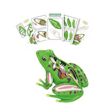 Maxbell 4D Frog Dissection Model Detachable DIY Educational Toy for Kids Boys and Girls