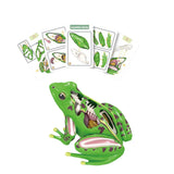 Maxbell 4D Frog Dissection Model Detachable DIY Educational Toy for Kids Boys and Girls