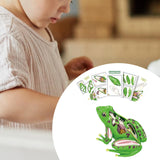 Maxbell 4D Frog Dissection Model Detachable DIY Educational Toy for Kids Boys and Girls