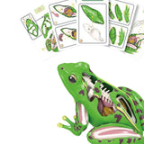Maxbell 4D Frog Dissection Model Detachable DIY Educational Toy for Kids Boys and Girls