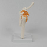 Maxbell Shoulder Joint Model Anatomy Skeleton Model for Researching Training Display