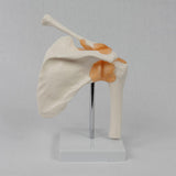 Maxbell Shoulder Joint Model Anatomy Skeleton Model for Researching Training Display