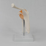 Maxbell Shoulder Joint Model Anatomy Skeleton Model for Researching Training Display