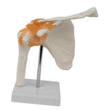 Maxbell Shoulder Joint Model Anatomy Skeleton Model for Researching Training Display