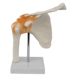 Maxbell Shoulder Joint Model Anatomy Skeleton Model for Researching Training Display
