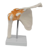 Maxbell Shoulder Joint Model Anatomy Skeleton Model for Researching Training Display