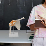 Maxbell Shoulder Joint Model Anatomy Skeleton Model for Researching Training Display