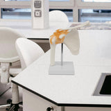 Maxbell Shoulder Joint Model Anatomy Skeleton Model for Researching Training Display