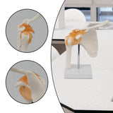 Maxbell Shoulder Joint Model Anatomy Skeleton Model for Researching Training Display
