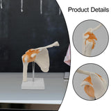 Maxbell Shoulder Joint Model Anatomy Skeleton Model for Researching Training Display