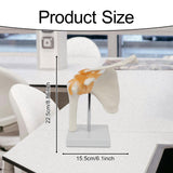 Maxbell Shoulder Joint Model Anatomy Skeleton Model for Researching Training Display