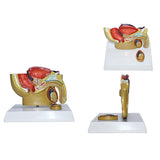Maxbell Male Reproductive System Model Teaching Aid Realistic Training Anatomy Model