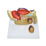 Maxbell Male Reproductive System Model Teaching Aid Realistic Training Anatomy Model