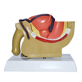 Maxbell Male Reproductive System Model Teaching Aid Realistic Training Anatomy Model
