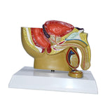 Maxbell Male Reproductive System Model Teaching Aid Realistic Training Anatomy Model
