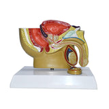 Maxbell Male Reproductive System Model Teaching Aid Realistic Training Anatomy Model