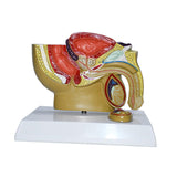 Maxbell Male Reproductive System Model Teaching Aid Realistic Training Anatomy Model