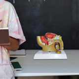 Maxbell Male Reproductive System Model Teaching Aid Realistic Training Anatomy Model