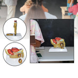 Maxbell Male Reproductive System Model Teaching Aid Realistic Training Anatomy Model