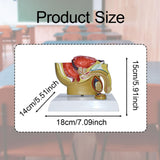 Maxbell Male Reproductive System Model Teaching Aid Realistic Training Anatomy Model
