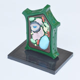 Maxbell Plant Cell Model Versatile Teaching Aid Plant Cell Anatomy Model for Display