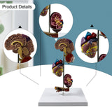 Maxbell Human Organs Toy Realistic 3D Organs Model for Age 4+ Preschool School