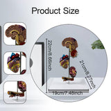 Maxbell Human Organs Toy Realistic 3D Organs Model for Age 4+ Preschool School