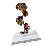 Maxbell Human Organs Toy Realistic 3D Organs Model for Age 4+ Preschool School