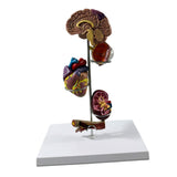 Maxbell Human Organs Toy Realistic 3D Organs Model for Age 4+ Preschool School