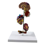 Maxbell Human Organs Toy Realistic 3D Organs Model for Age 4+ Preschool School