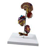 Maxbell Human Organs Toy Realistic 3D Organs Model for Age 4+ Preschool School