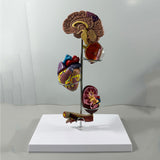 Maxbell Human Organs Toy Realistic 3D Organs Model for Age 4+ Preschool School