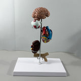 Maxbell Human Organs Toy Realistic 3D Organs Model for Age 4+ Preschool School