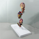 Maxbell Human Organs Toy Realistic 3D Organs Model for Age 4+ Preschool School