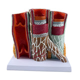 Maxbell Human Blood Vessel Model Educational with Base for School Learning Classroom
