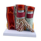 Maxbell Human Blood Vessel Model Educational with Base for School Learning Classroom