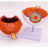 Maxbell Human Eye Anatomical Model Eyeball Display Model for Lab Observation Student