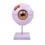 Maxbell Human Eye Anatomical Model Eyeball Display Model for Lab Observation Student